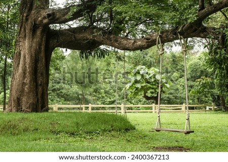 A large tree with a swing hanging from it.The large tree.