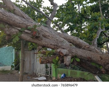 Large Tree That Fell During Hurricane Maria In Puerto Rico