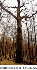Large tree in a thick forest