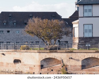 A large tree with a thick trunk and full branches casts shade over a red brick building. The building has a black metal fire escape and multiple windows with white frames. - Powered by Shutterstock