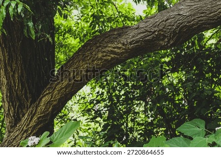 A large tree with a thick trunk and sloping branch extending to the right, set in wooded enviroment with green foliage and filtered light.