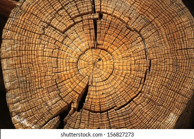 A Large Tree Trunk