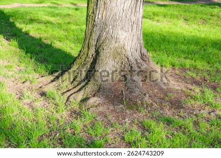 Large Tree Trunk Base with Exposed Roots in Green Grass Showing Natural Growth Pattern