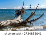 A large tree trunk and branches frame the Presque Isle North Pierhead Lighthouse, Presque Isle State Park, Erie, PA