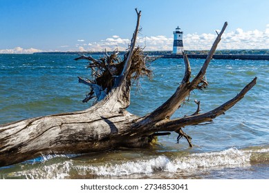 A large tree trunk and branches frame the Presque Isle North Pierhead Lighthouse, Presque Isle State Park, Erie, PA