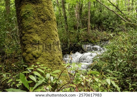 Large Tree Trunk Covered in Moss in front of Rushing Creek in the Smokies