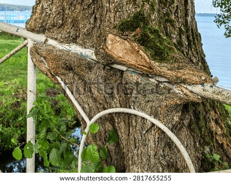 Large tree trunk engulfing a white painted metal fence railing showing a pruned branch scar with moss near a lake with green foliage and water.