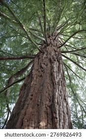 A Large Tree Trunk Extends Upward From The Base Of The Frame With Multiple Branches Spreading Outward Near The Upper Section. The Bark Surface Shows Deep Vertical Grooves And Rough Texture In Brown And Reddish Tones. Green Needle-Like Foliage Fills The Upper Area Of The Image, With Branches Extending In Several Directions Around The Central Trunk. The Photograph Is Taken From A Low Angle Looking Upward, Showing The Height Of The Tree And The Dense Canopy Against The Bright Sky In The Background.