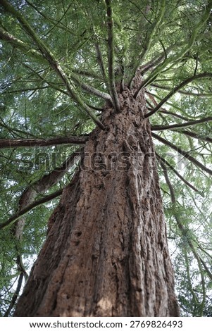 A Large Tree Trunk Extends Upward From The Base Of The Frame With Multiple Branches Spreading Outward Near The Upper Section. The Bark Surface Shows Deep Vertical Grooves And Rough Texture In Brown And Reddish Tones. Green Needle-Like Foliage Fills The Upper Area Of The Image, With Branches Extending In Several Directions Around The Central Trunk. The Photograph Is Taken From A Low Angle Looking Upward, Showing The Height Of The Tree And The Dense Canopy Against The Bright Sky In The Background.