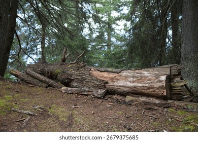 A large tree trunk. Made in .