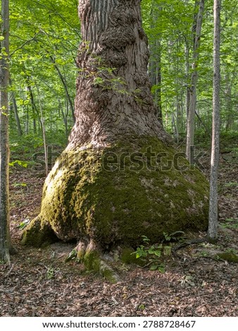 Large Tree Trunk With Massive Moss Covered Base In Dense Forest Setting