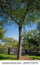 A large tree with a trunk that is brown and has a few bumps. The tree is surrounded by a park with a path leading to it. The sky is clear and blue, and there are a few cars parked in the background