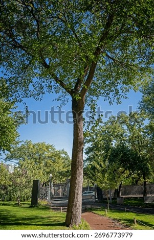 A large tree with a trunk that is brown and has a few bumps. The tree is surrounded by a park with a path leading to it. The sky is clear and blue, and there are a few cars parked in the background