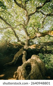 A large tree with a trunk that is split in half. The tree is surrounded by green foliage and is in a forest. Concept of strength and resilience, as the tree has withstood the test of time
