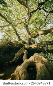 A large tree with a trunk that is split in half. The tree is surrounded by green foliage and is the center of attention in the image