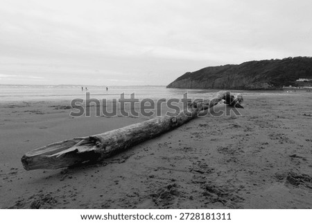 A large tree trunk washed up onto the sandy beach at Pendine, Carmarthenshire, Wales, UK.