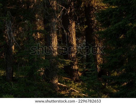 Large Tree Trunks Catch The Evening Sun In The Dense Forests of Crater Lake National Park