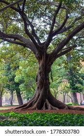 Large Tree With A Twisted Trunk