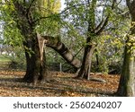 The large tree is visibly damaged and broken after the storm