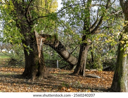 The large tree is visibly damaged and broken after the storm