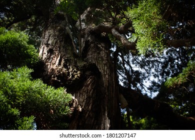 a large tree in the woods
