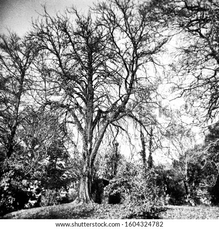 Large trees in autumn some without leaves - This black and white camera obscura photo is NOT sharp due to camera characteristic