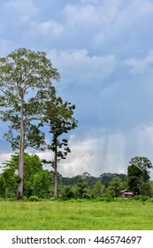Large trees with a backdrop of rain.
