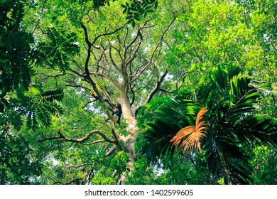 Large trees in the forest, tree trunks, fertile forests,Moss tree, fern,Large branch