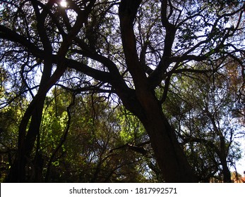 LARGE TREES WITH INTERTWINING BRANCHES AND SUNBURST                               