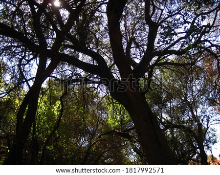 LARGE TREES WITH INTERTWINING BRANCHES AND SUNBURST                               