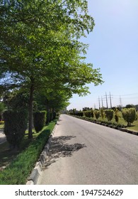 Large trees on left side of the road