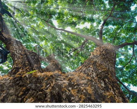 Large trees with sturdy trunks and wide, shady canopies. Sunlight penetrates through the leaves, creating a natural, cool, and shady atmosphere.