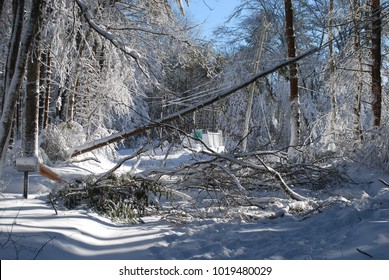 Large Trees That Fell Down Because Of The Winter Storm 