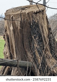 Large treestump next to road
