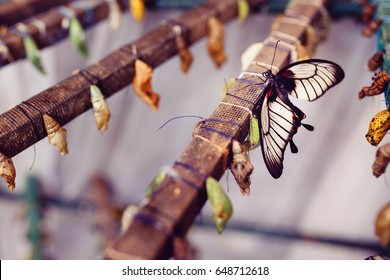 Large Tropical Butterfly Hatch From The Pupa. Concept Transformation Of Lime