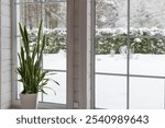 Large tropical indoor plant sansevieria by a large panoramic window in a wooden house overlooking a winter garden. Snowy weather outside the window