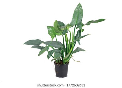 Large Tropical 'Philodedndron Hastatum Silver Sword' Houseplant With Large Silver-gray Colored Long Leaves In Flower Pot Isolated On White Background