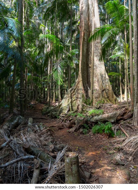 Large Tropical Rainforest Tree Trunk Walking Stock Photo Edit Now