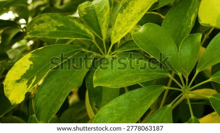 Large tropical schefflera leaves creating a lush panoramic background. Wild subtropical and tropical nature with dense green foliage. Concept of exotic travel, jungle atmosphere, and holidays in the
