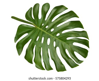 Large Tropical Shiny Jungle Leaf Called Monstera, Swiss Cheese Or Hurricane Plant, With Unique Holes And Splits, A Natural Adaptation To Withstand Strong Winds, Isolated On White Background