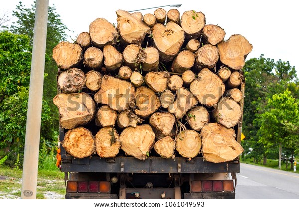 Large
truck transporting wood. Wagons laden with wood of logs to the log
yard at a lumber processing mill that
specializes