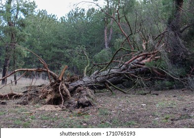 A large trunk of an adult tree on the ground. The consequences of a hurricane. Storm damage. Selective focus.