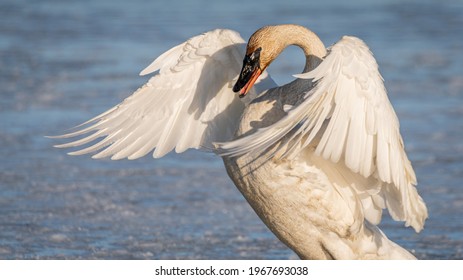 694 Attacking swan Images, Stock Photos & Vectors | Shutterstock