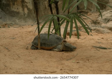 A large turtle resting on sandy ground under tropical plants in a warm, naturalistic enclosure