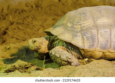 2,280 Turtle side view Images, Stock Photos & Vectors | Shutterstock