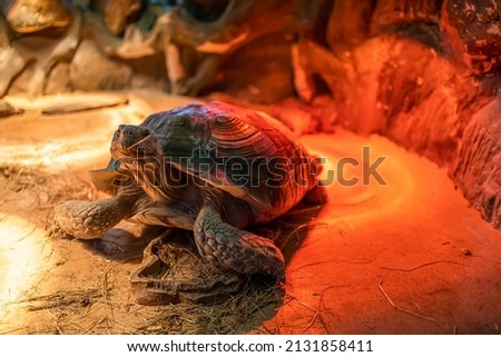 a large turtle is in its terrarium under infrared light lamps