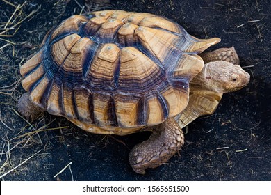 Large Turtle Zoo Stock Photo 1565651500 | Shutterstock