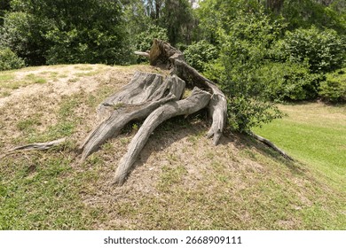 Large twisted oak tree roots exposed on a grassy hill at Middleton Place Plantation, South Carolina, USA.