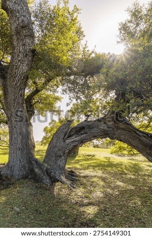 A large twisting oak tree grows across a grassy meadow at Old Baylor Park in Brenham, Texas, creating a natural arch formed by the tree’s curved trunk and sprawling branches. 

Sunlight filters through the dense green leaves, casting soft shadows across the ground and illuminating the textured bark of the historic oak. The surrounding landscape features open grassland typical of the Texas Hill Country and central Texas countryside, where mature oak trees often shape the character of the natural environment.

 Old Baylor Park preserves the site of the original Baylor University campus, which operated in the mid-1800s before relocating to Waco. Today the peaceful park offers visitors scenic nature views, historic markers, and quiet outdoor spaces surrounded by towering trees and open fields. The image captures the natural beauty of a Texas oak woodland and the tranquil atmosphere of this historic Brenham park.