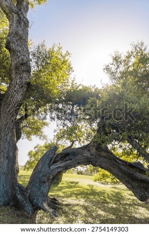 A large twisting oak tree grows across a grassy meadow at Old Baylor Park in Brenham, Texas, creating a natural arch formed by the tree’s curved trunk and sprawling branches. 

Sunlight filters through the dense green leaves, casting soft shadows across the ground and illuminating the textured bark of the historic oak. The surrounding landscape features open grassland typical of the Texas Hill Country and central Texas countryside, where mature oak trees often shape the character of the natural environment.

 Old Baylor Park preserves the site of the original Baylor University campus, which operated in the mid-1800s before relocating to Waco. Today the peaceful park offers visitors scenic nature views, historic markers, and quiet outdoor spaces surrounded by towering trees and open fields. The image captures the natural beauty of a Texas oak woodland and the tranquil atmosphere of this historic Brenham park.
